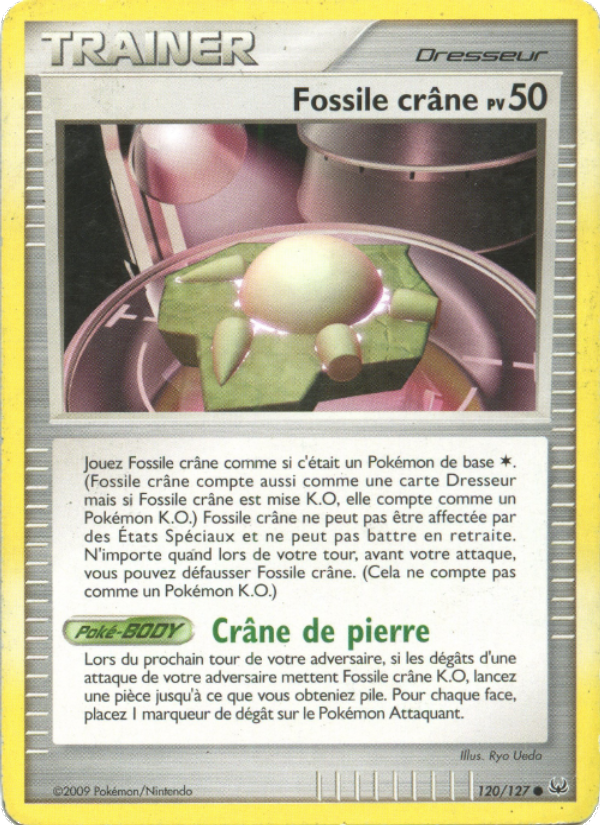 Fossile Crâne