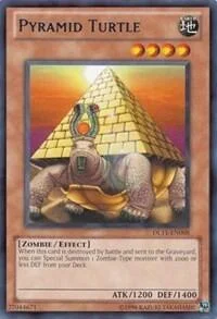 Pyramidenschildkröte